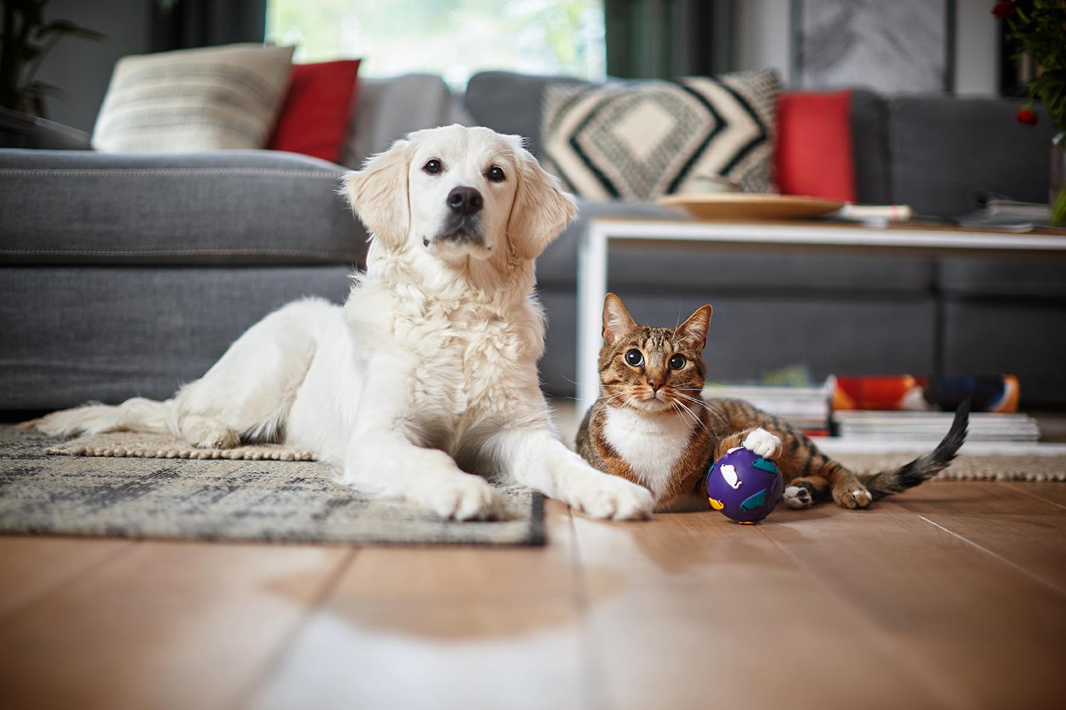 Vacuum Cleaner PHILIPS PowerPro Expert Bagless 900 Watts Capacity 2 l Noise 75 dB Green Weight 5.5 kg FC9744/09 - Image 14